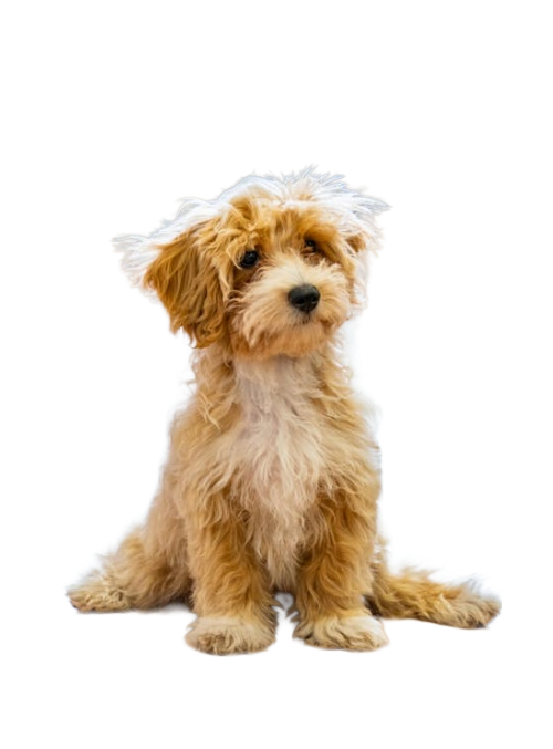DogImage_png