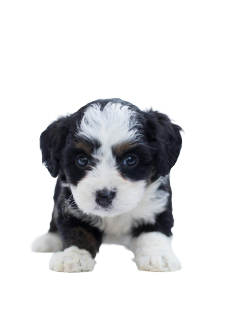 Poodle_dog